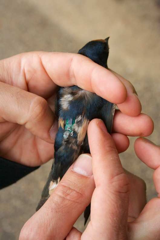 This small geolocator deployed in Saskatchewan will calculate this Barn Swallow's position each day, and when we recapture it in 2014 and download the data, we can see where it spent the winter.