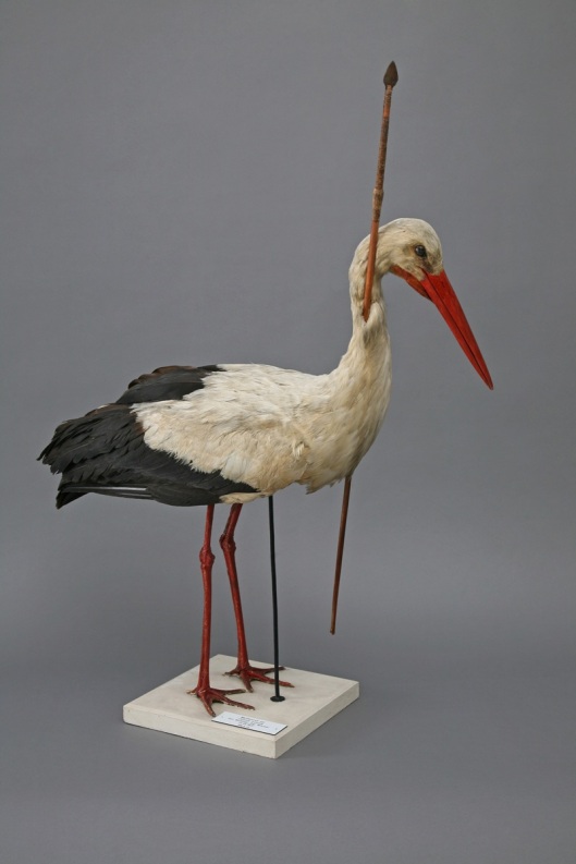 A "Pfeilstorch", or "awwor stork" at the University of Rostok's zoological collection.