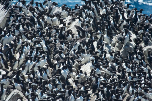 Just a few Common Murres nesting on Gull Island, Witless Bay, Newfoundland